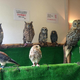 Illustration for article titled Who Thinks Japans Owl Cafes Are a Hoot?